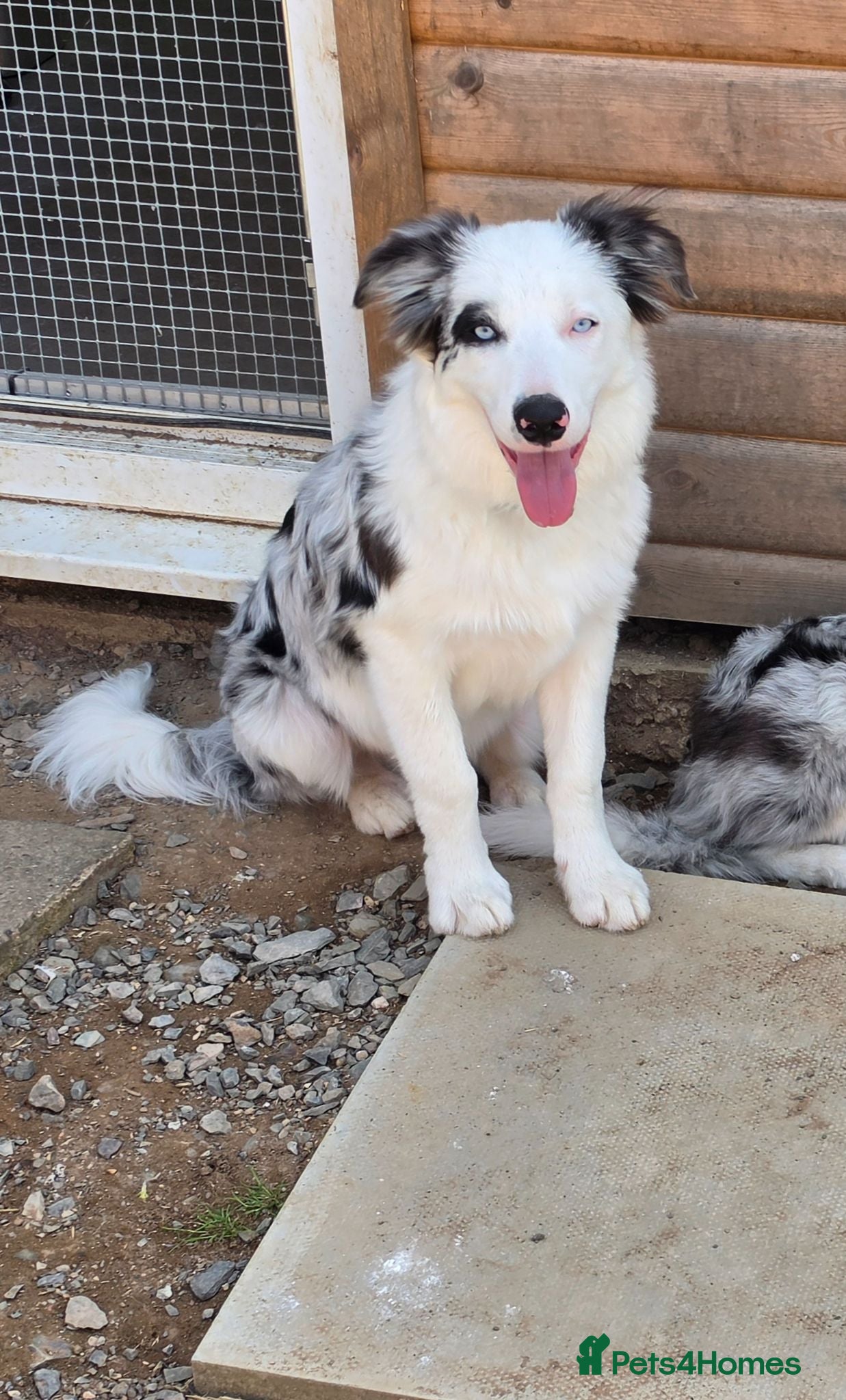 Border Collie dogs Border Collie- Blue Merle. - Advert 2
