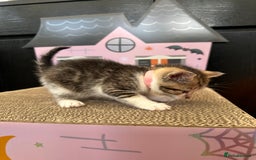 Mixed Breed cats for sale: Beautiful Tabby Kittens For Sale  - Image 19