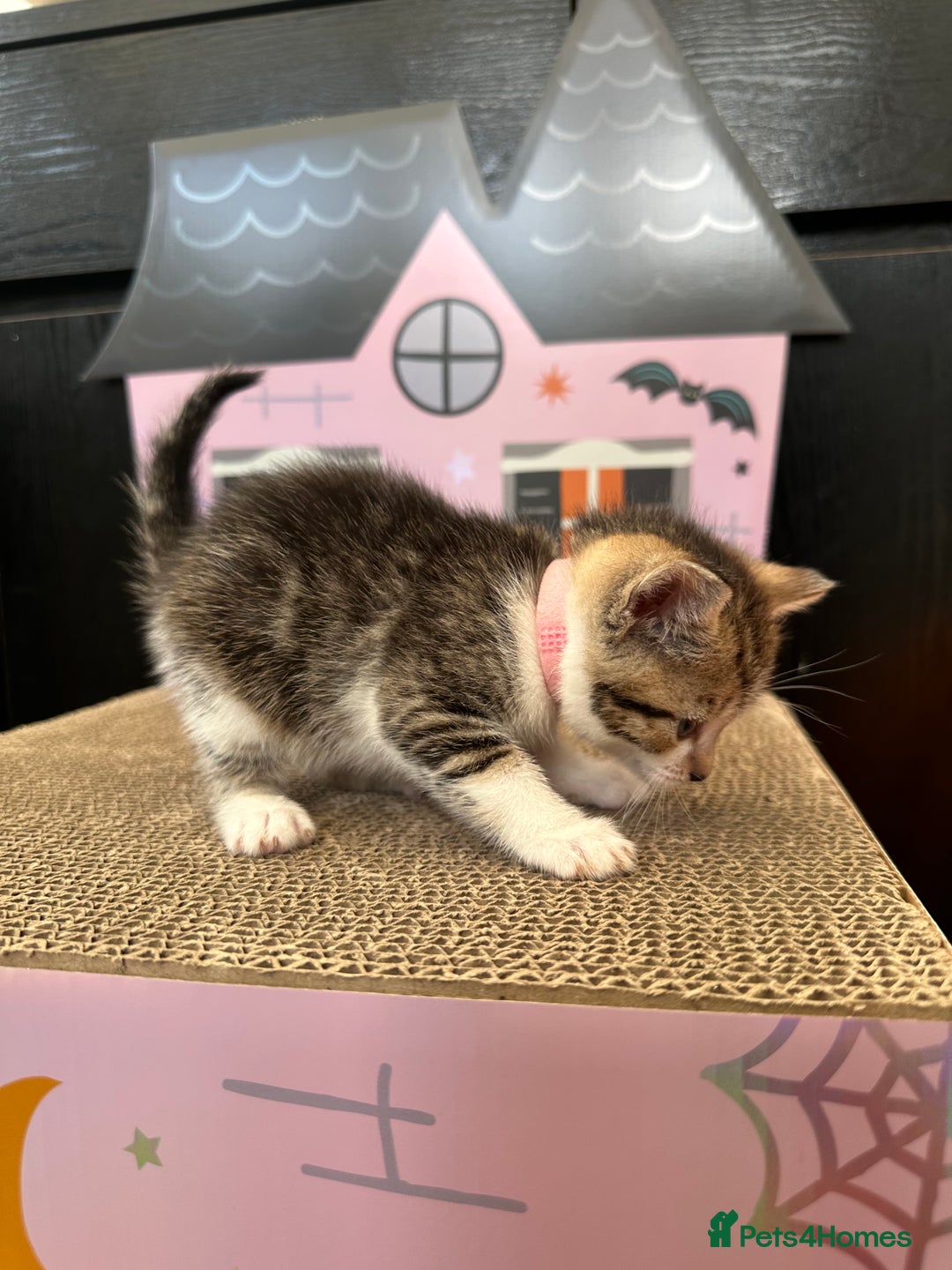 Mixed Breed cats for sale: Beautiful Tabby Kittens For Sale  - Image 19