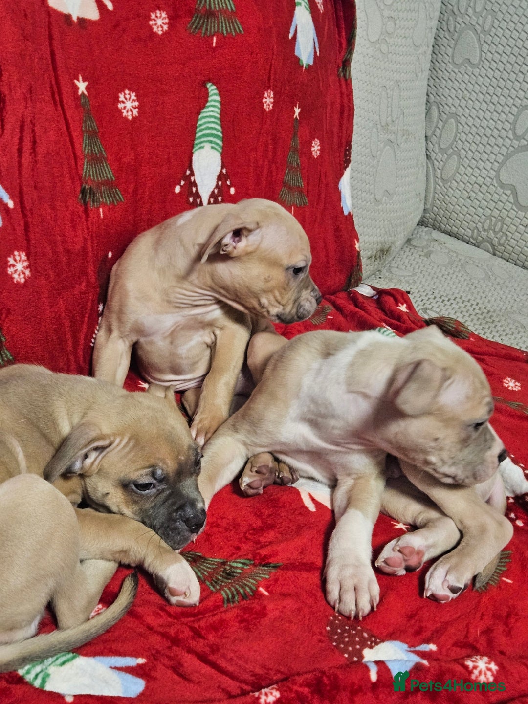 American Bully dogs for sale:  litter of AmericanBully(ABKC)  Standart/Pocket - Advert 15