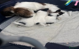 Papillon dogs for sale: KC reg petite Papillon puppies for forever homes - Image 3