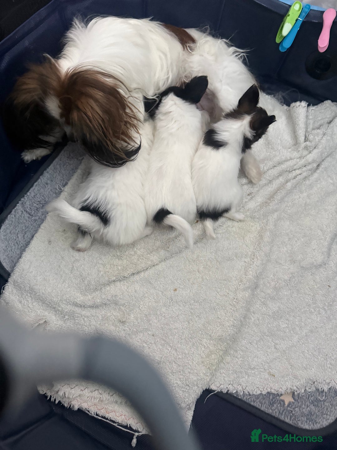 Papillon dogs for sale: KC reg petite Papillon puppies for forever homes - Image 3