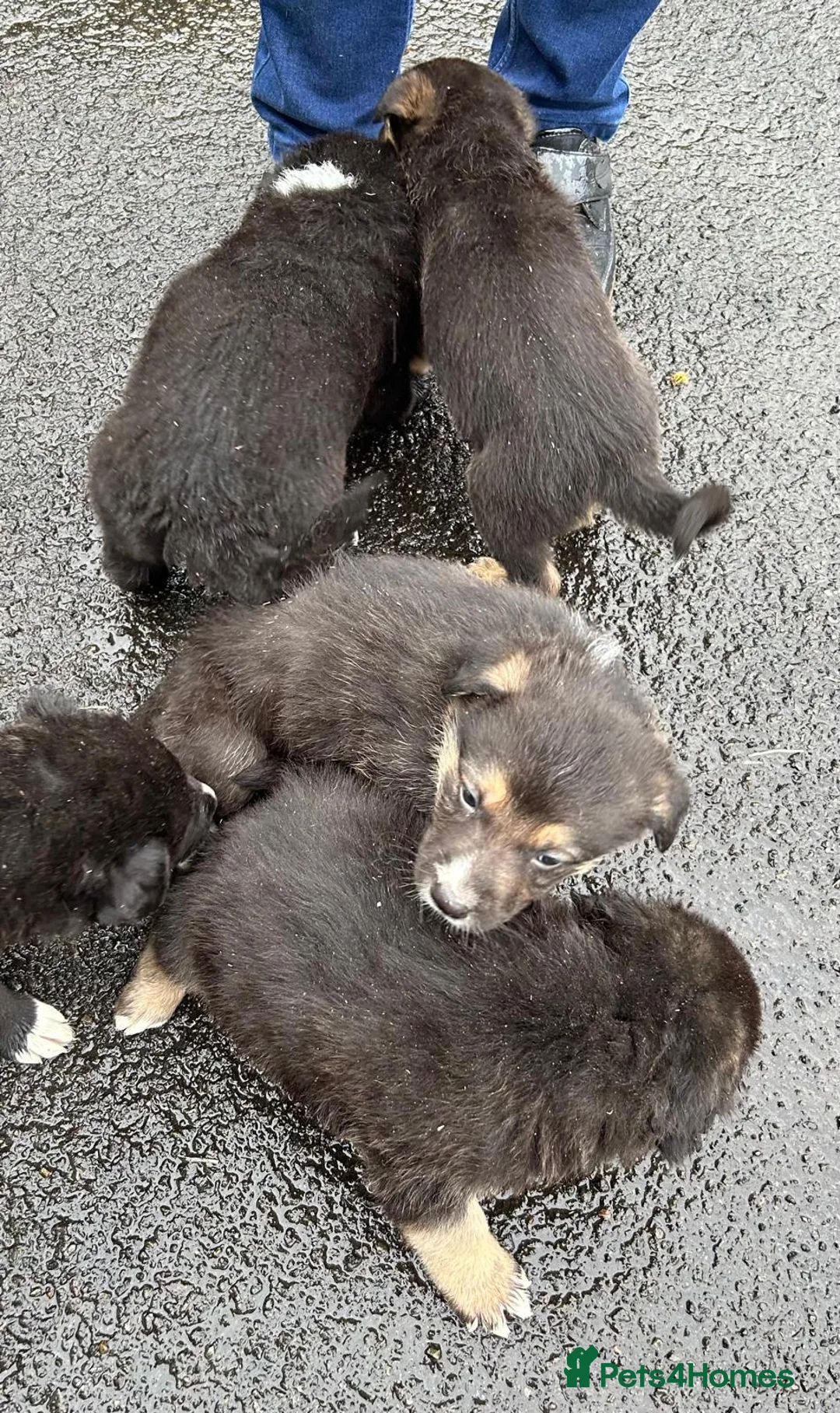 Mixed Breed dogs for sale: Shollie Pups(German Shepherd x Collie) - Advert 5