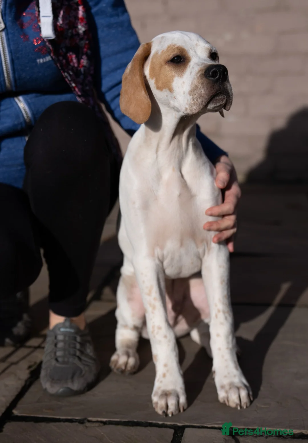 Gallery Image {{count}}