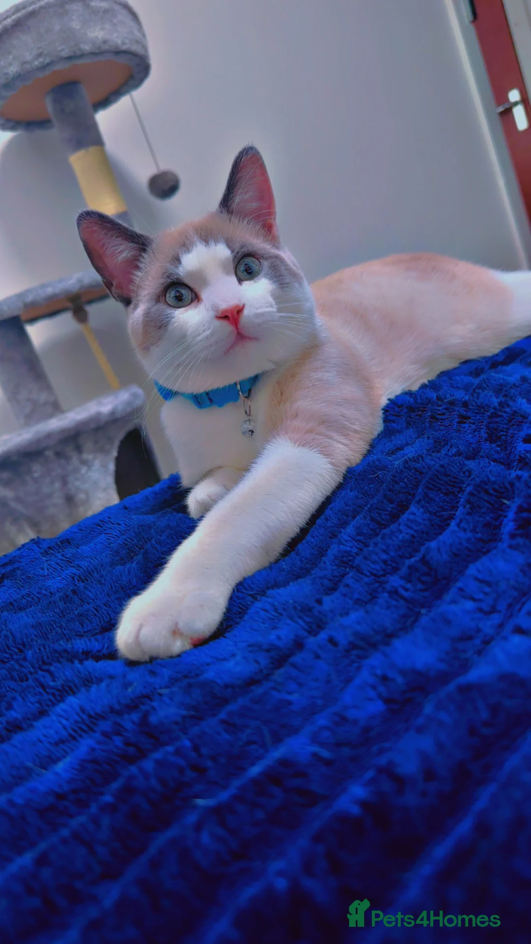 British Shorthair cats for sale: British cat 🐈‍⬛  in Great Yarmouth - Advert 5