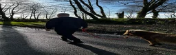 Shetland pony horses for sale: Adorable Miniature Shetland in Looe - Advert 16