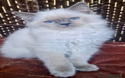 Ragdoll cats for sale: A Unique Ragdoll Kitten Waiting for a Loving home  - Image 18