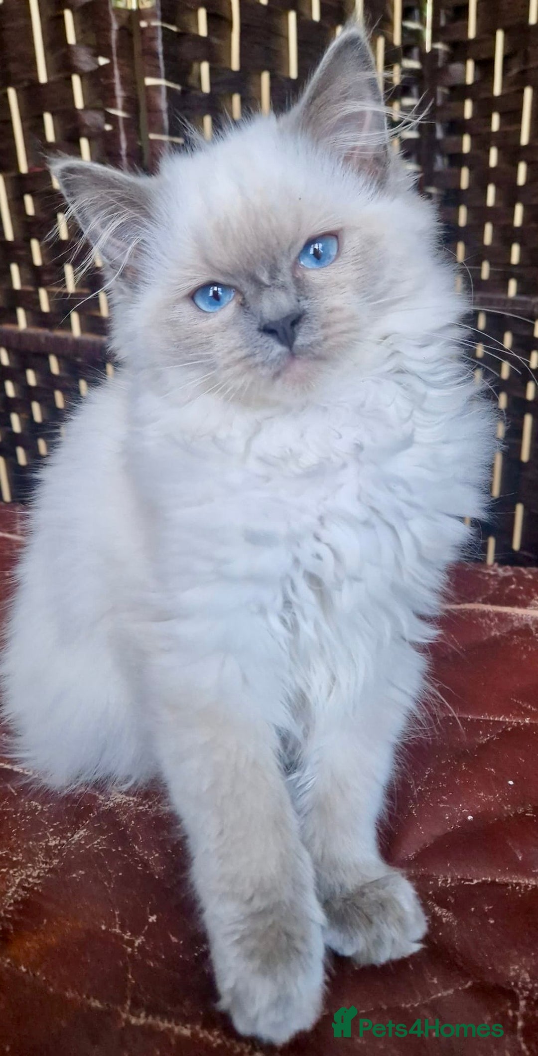 Ragdoll cats for sale: A Unique Ragdoll Kitten Waiting for a Loving home  - Image 18