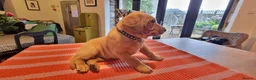 Labrador Retriever dogs for sale: Fox Red Labrador Retriever puppies - £1,200. - Advert 2