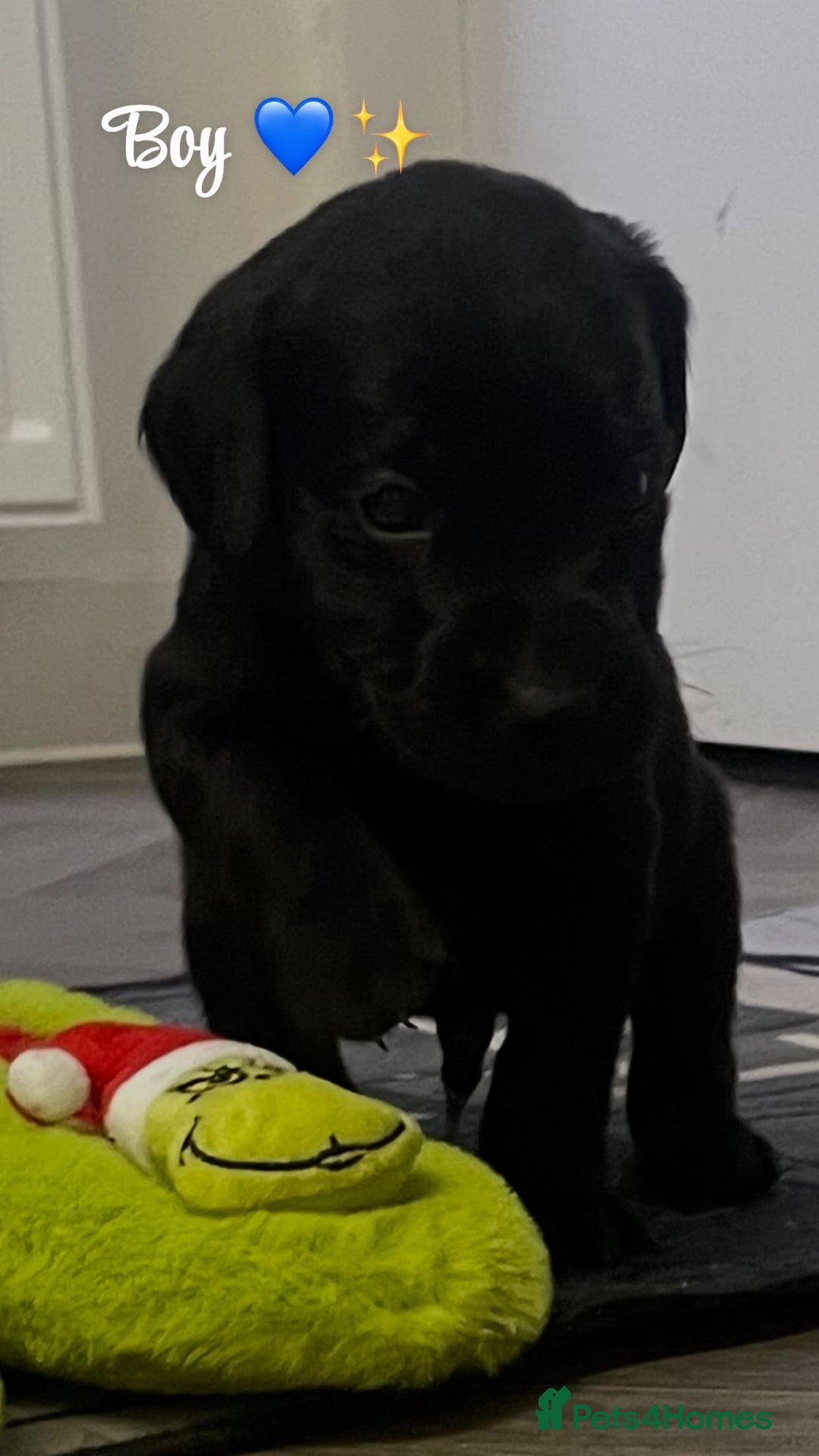 Labrador Retriever dogs for sale: Stunning lab pups - Advert 19