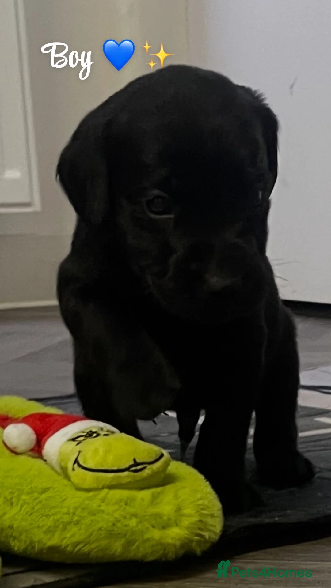 Labrador Retriever dogs for sale: Stunning lab pups - Advert 19