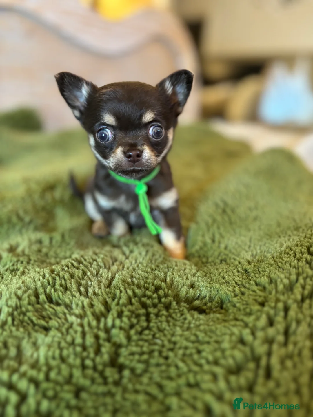 Chihuahua dogs for sale: Chocolate chihuahua boys ready now  - Advert 19