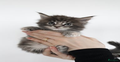 Maine Coon cats - Advert 5