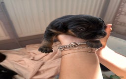 Mixed Breed dogs for sale: Mixbreed beautiful puppies  - Image 11