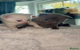 British Shorthair cats for sale: Beautiful Grey & White Kittens🐱💕 - Image 3