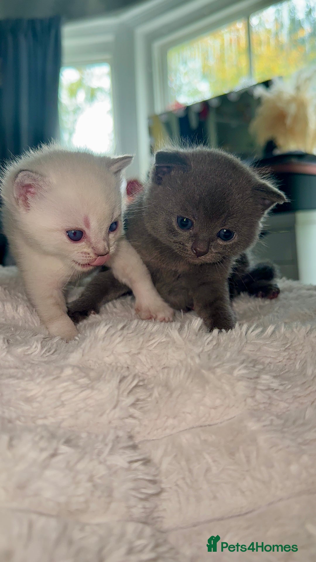 British Shorthair cats for sale: Beautiful Grey & White Kittens🐱💕 - Image 3