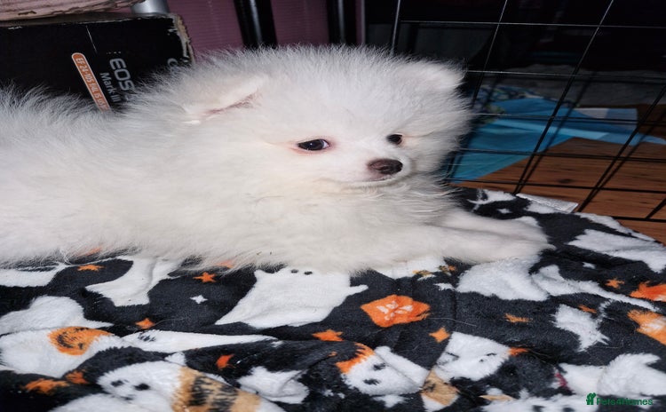 Pomeranian dogs - Advert 3