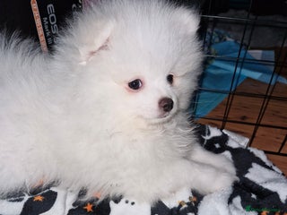 Pomeranian dogs - Advert 3