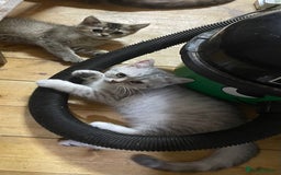 British Shorthair cats for sale: Golden brown tabby and silver  - Image 4