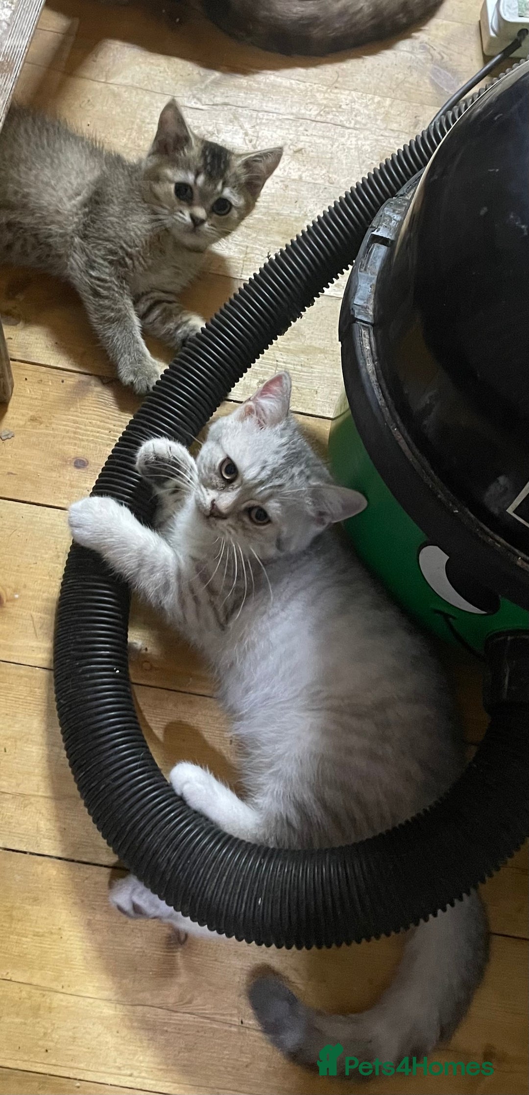 British Shorthair cats for sale: Golden brown tabby and silver  - Image 4