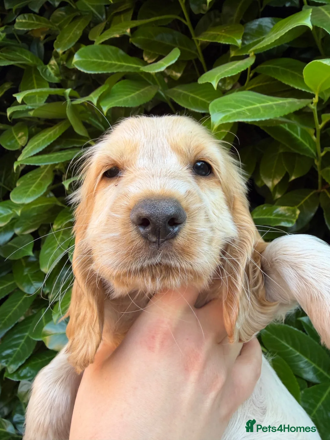 Cocker Spaniel dogs for sale: 1 Show Cocker Spaniel Male ready to go home in Nottingham - Advert 2