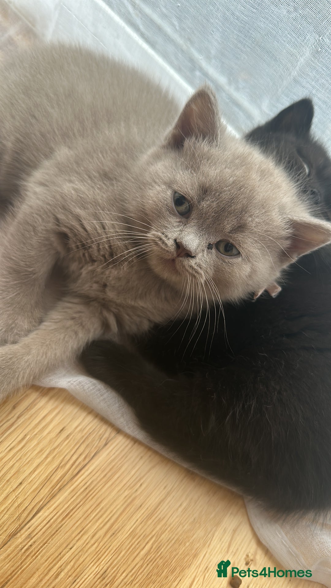 British Shorthair cats for sale: My Gorgeous kittens 😻looking for new home❤️ - Advert 9