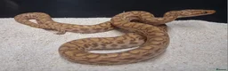 Boa Snake reptiles for sale: Rainbow Boa T-Albino - Advert 3