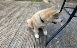 Japanese Akita Inu dogs for sale: Japanese Akita very chunky and active - Image 3