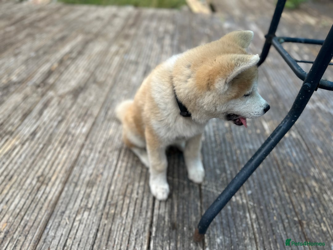 Japanese Akita Inu dogs for sale: Japanese Akita very chunky and active - Image 3