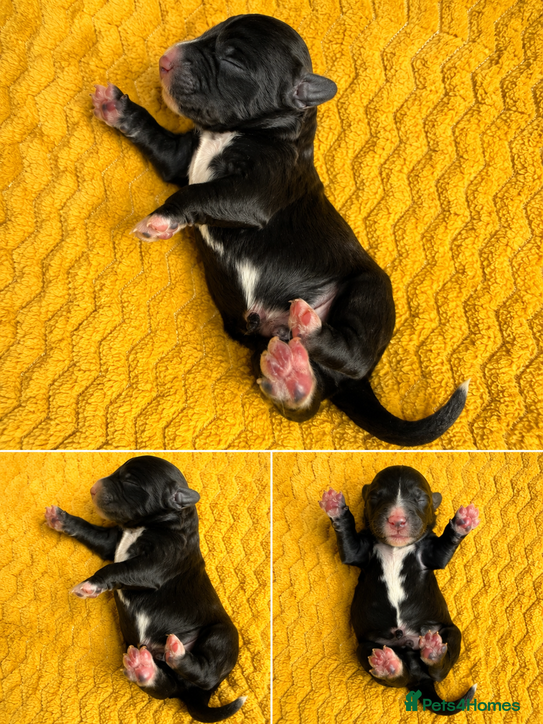 Bordoodle dogs for sale: Border doodle puppies - Advert 3