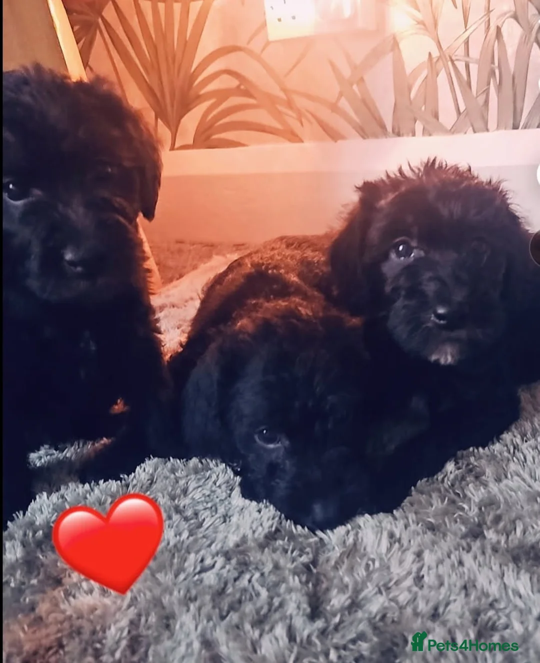 Bedlington Terrier dogs for sale: Bedlington whippet  - Advert 4