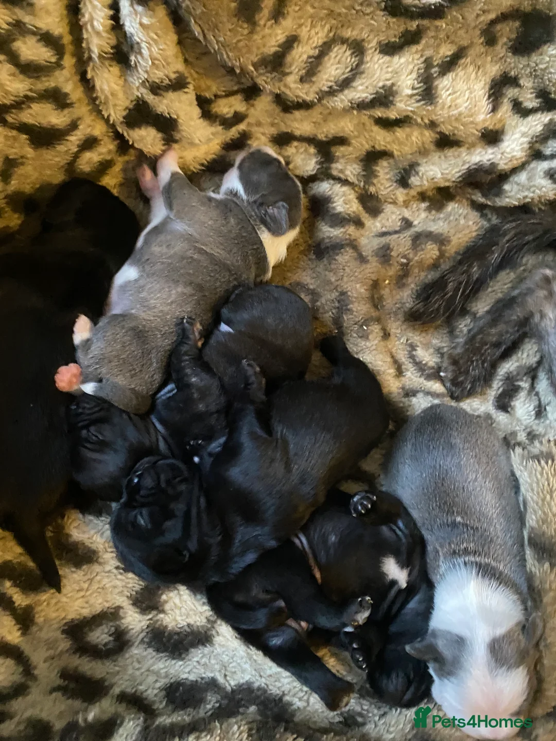 Mixed Breed dogs for sale: 3 puppy’s left  - Advert 2