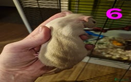 Rat rodents for sale: 9 gorgeous Male Rats - Image 19