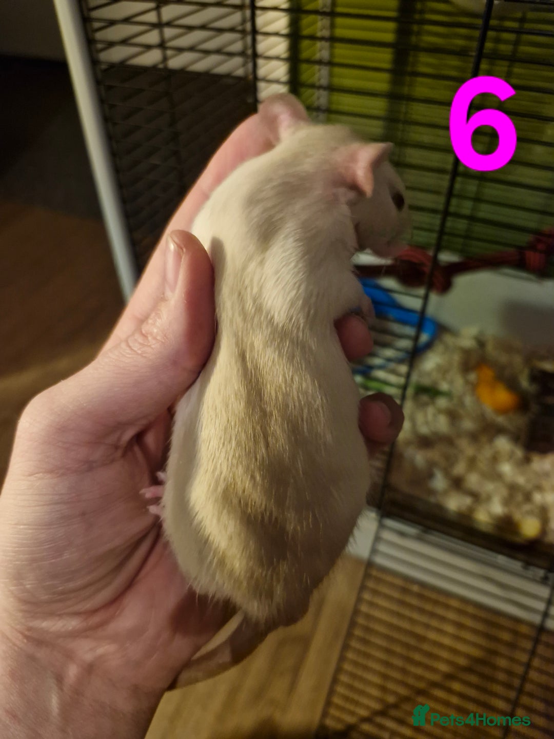 Rat rodents for sale: 9 gorgeous Male Rats - Image 19