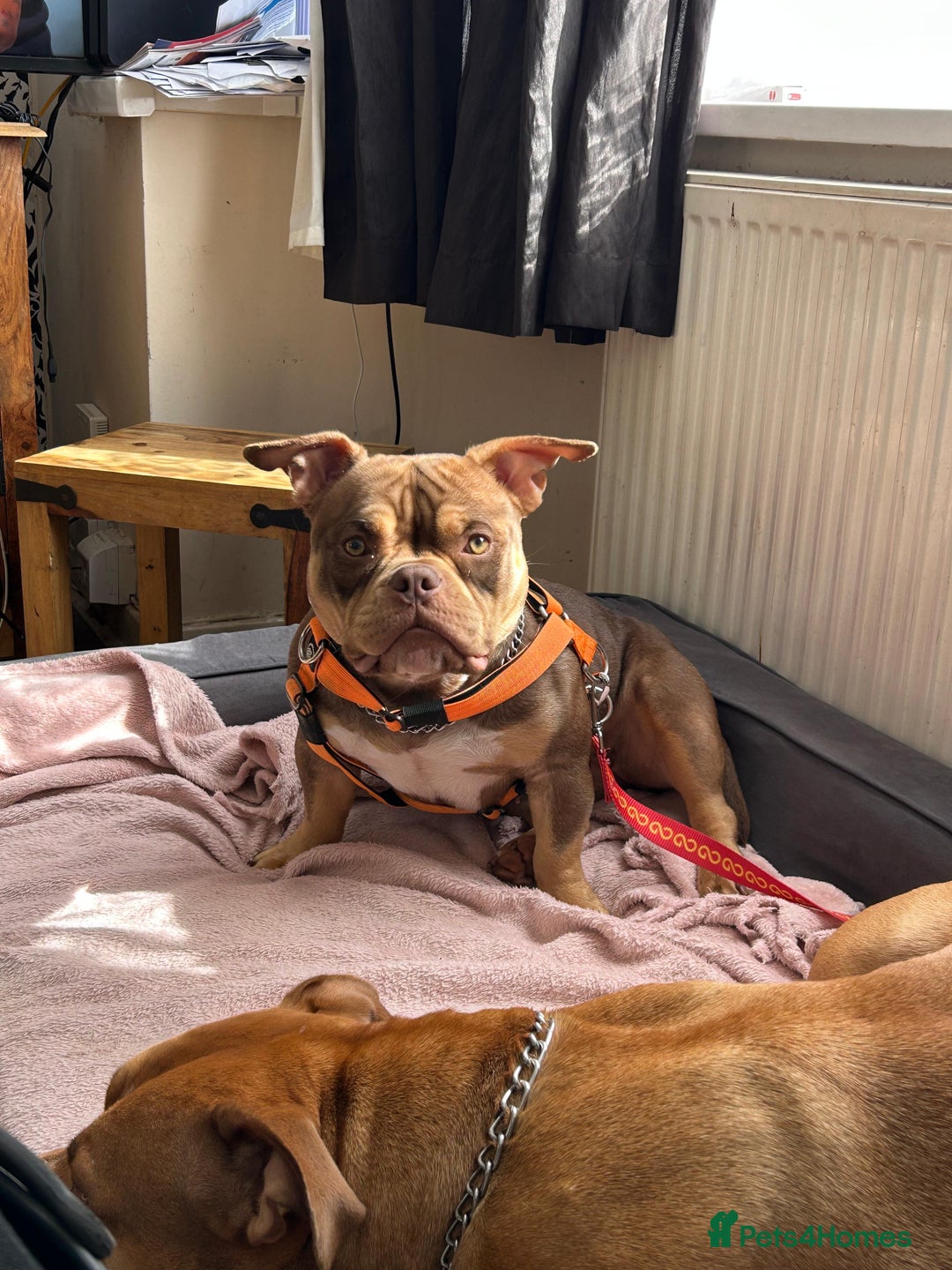American Bully dogs for sale: Micro bully female 12 months - Image 1