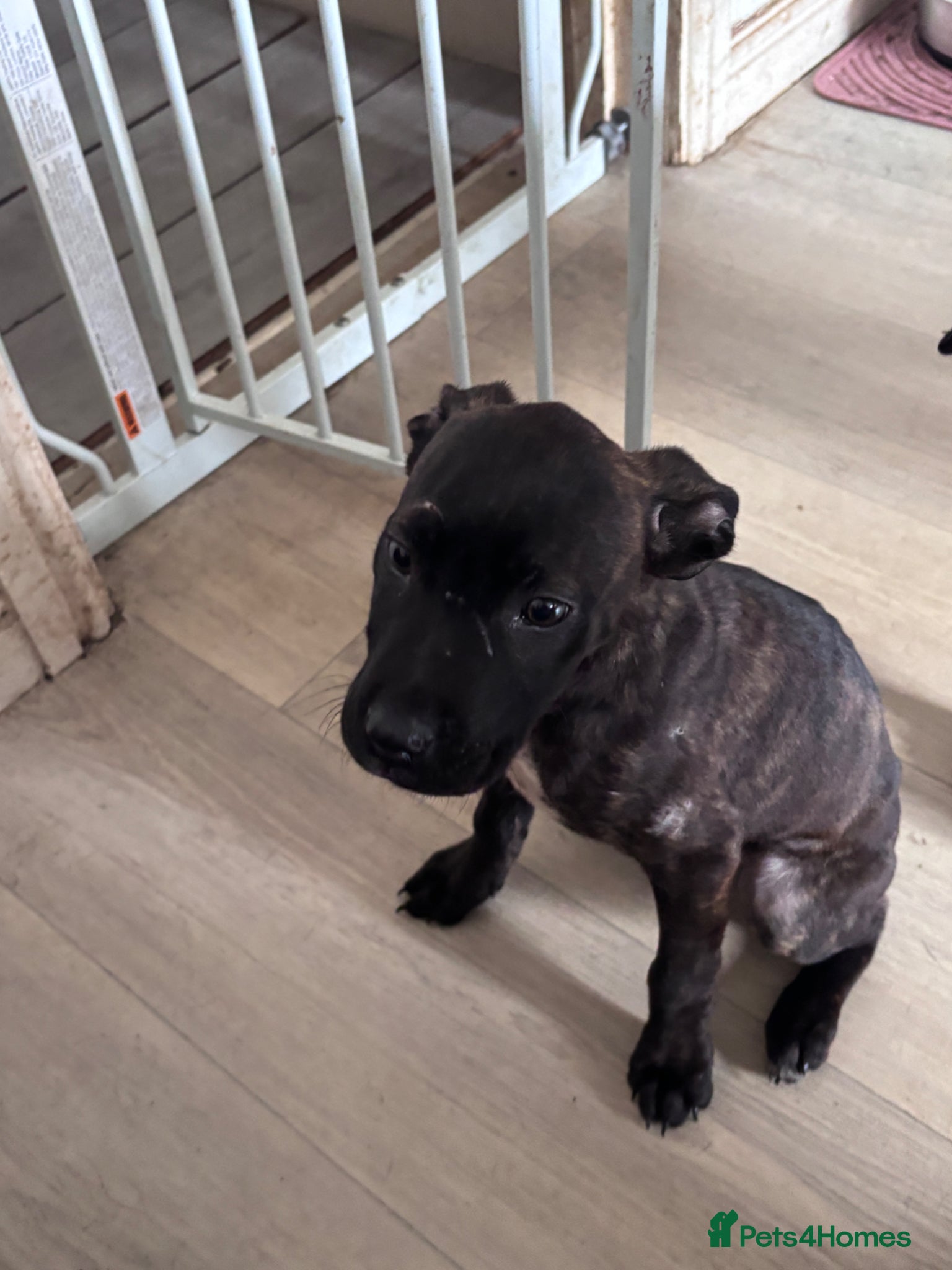 Mixed Breed dogs Two  puppies for sale  - Advert 14