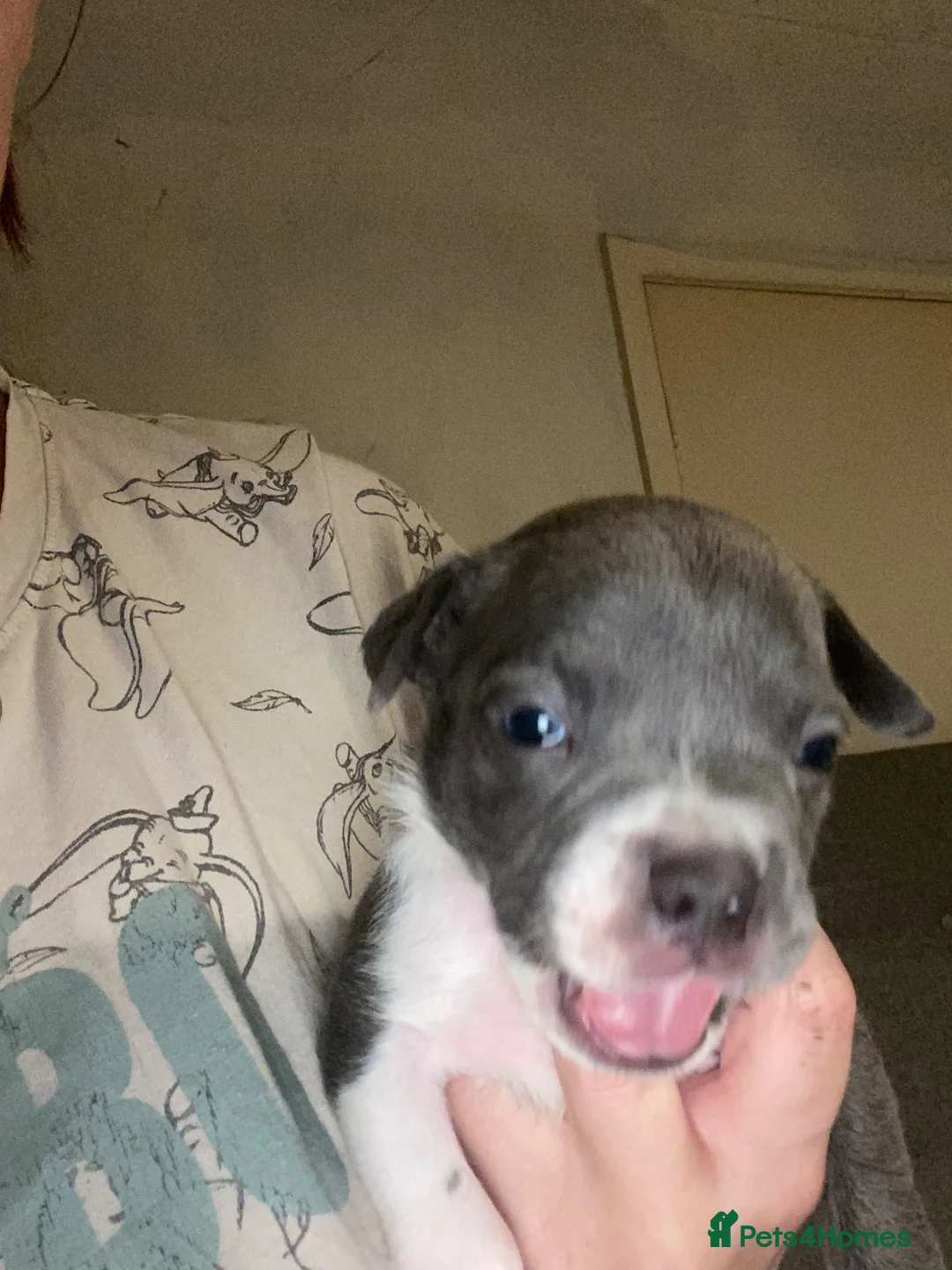 Staffordshire Bull Terrier dogs for sale: Staffy puppies for sale in Telford - Advert 40