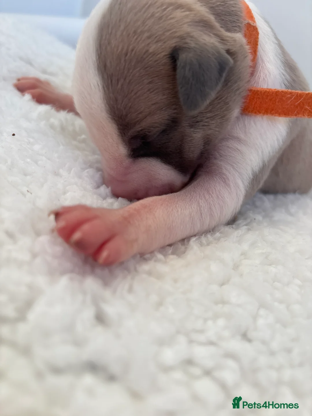 Whippet dogs for sale: 🌟 quality KC whippet pups 🌟 - Advert 7