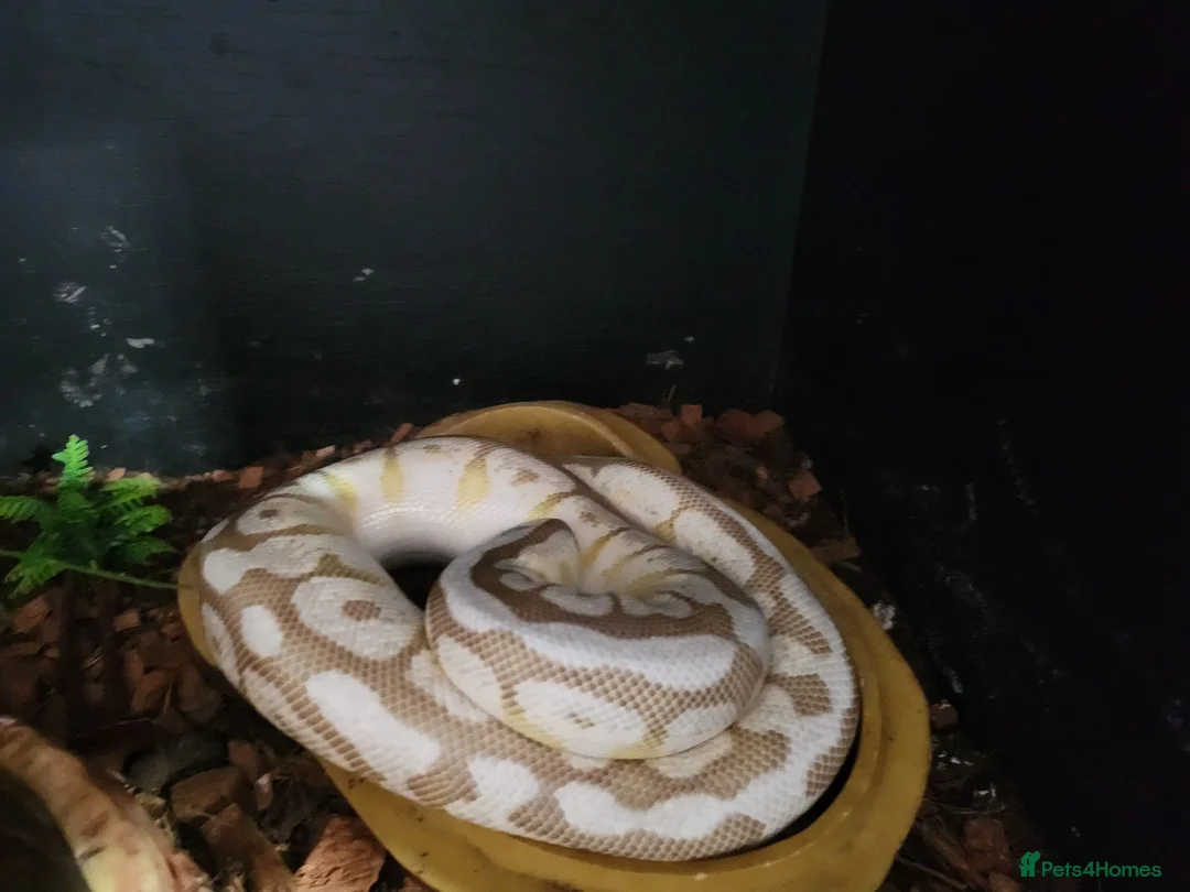 Python Snake reptiles for sale: Spider ball python - Advert 2