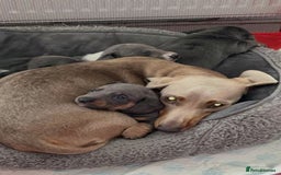 Miniature Dachshund dogs for sale: Adorable Miniature Dachshund Puppies  - Image 10