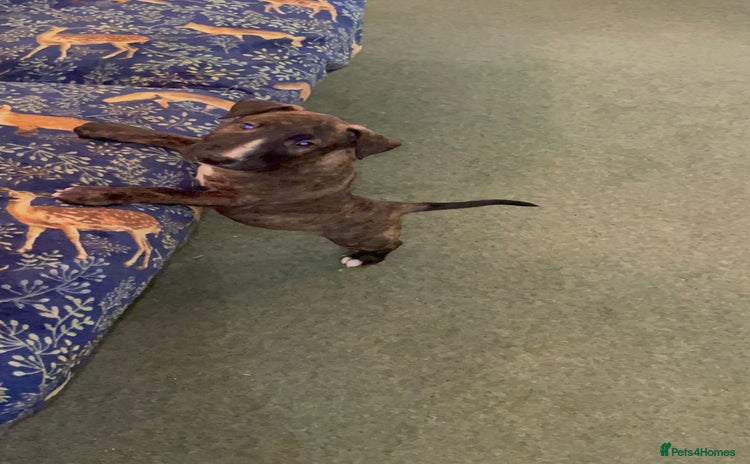 Bull Terrier dogs - Advert 1