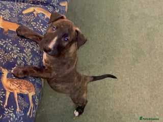 Bull Terrier dogs - Advert 1