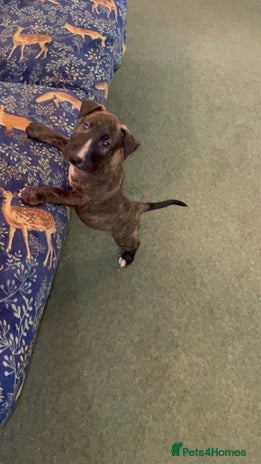 Bull Terrier dogs - Advert 1