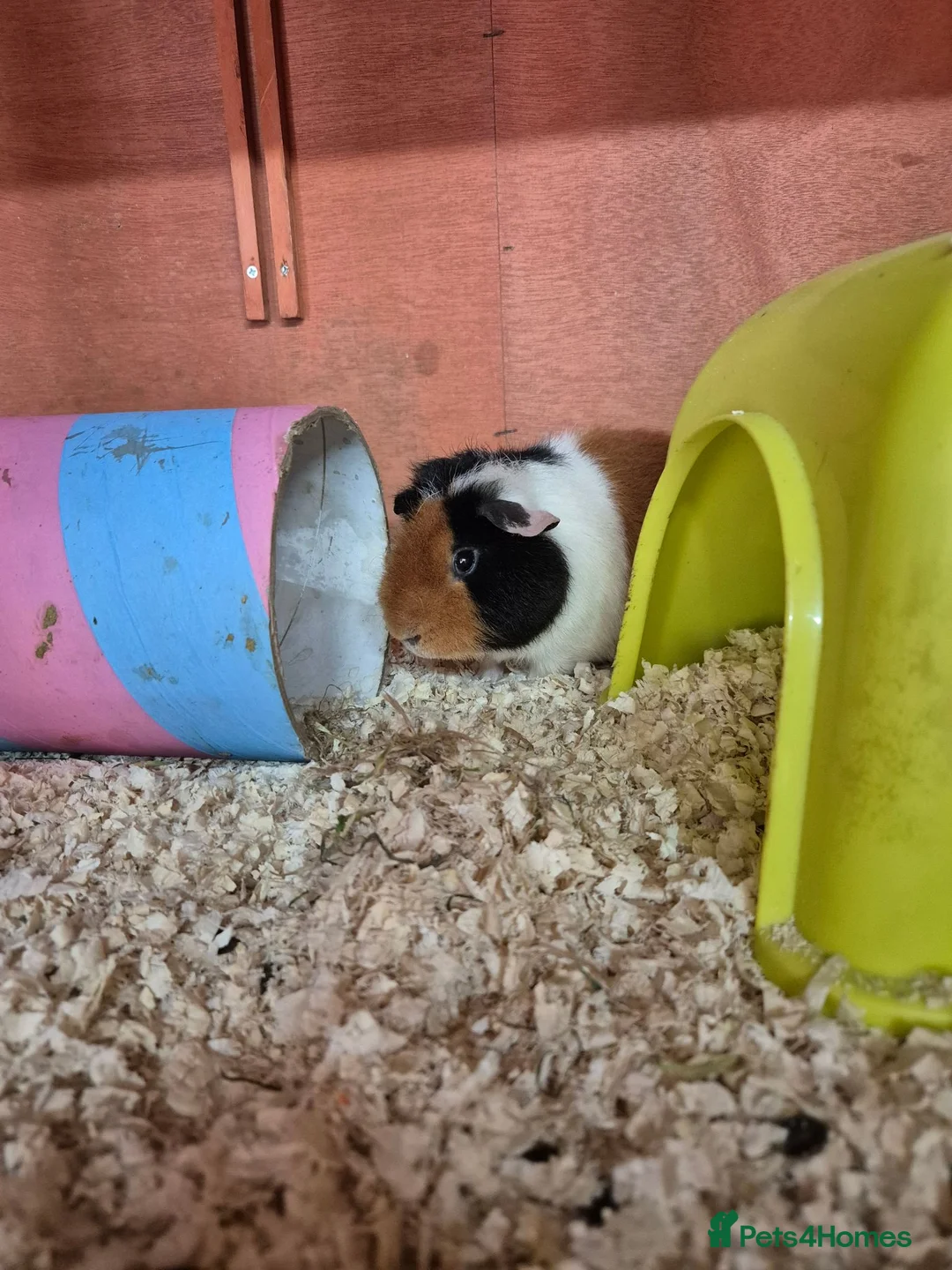 Guinea Pig rodents for sale: Teddy and swiss boars - Advert 5