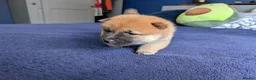 Japanese Shiba Inu dogs for sale: Lovely Shiba Inu Puppies, Ready for home late Aug in Corby - Advert 10