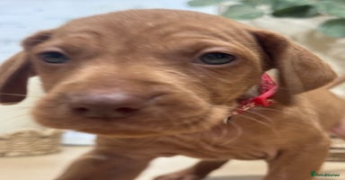 Hungarian Vizsla dogs - Advert 1