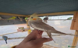 Cockatiels birds for sale: Silly hand tamed baby cockatiels for sale  - Advert 16