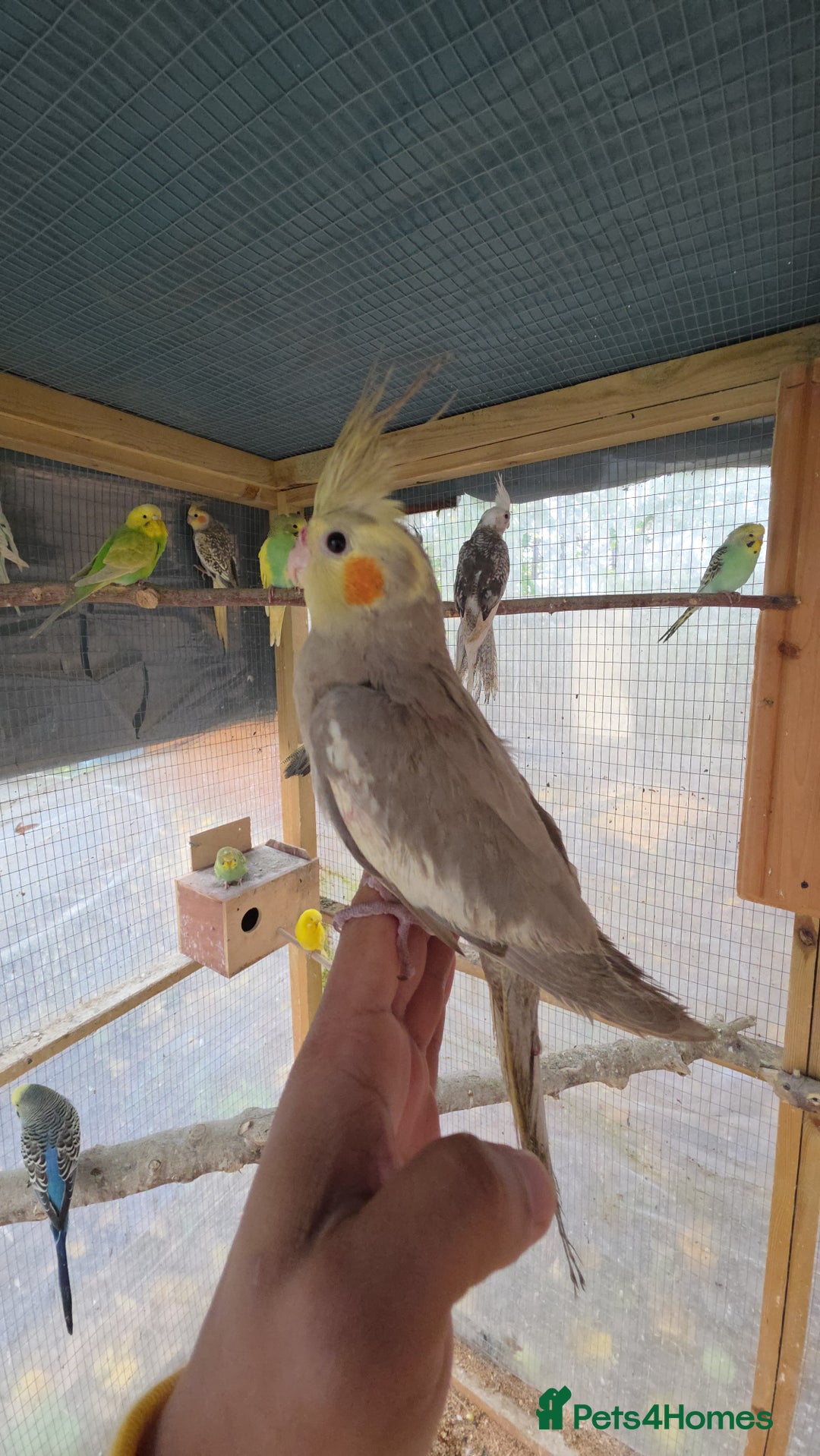 Cockatiels birds for sale: Silly hand tamed baby cockatiels for sale  - Advert 16