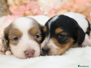 Miniature Dachshund dogs KC Longhair Miniature Dachshund Puppies - Advert 13