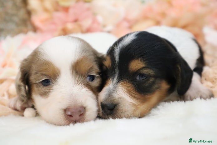 Miniature Dachshund dogs KC Longhair Miniature Dachshund Puppies - Advert 9